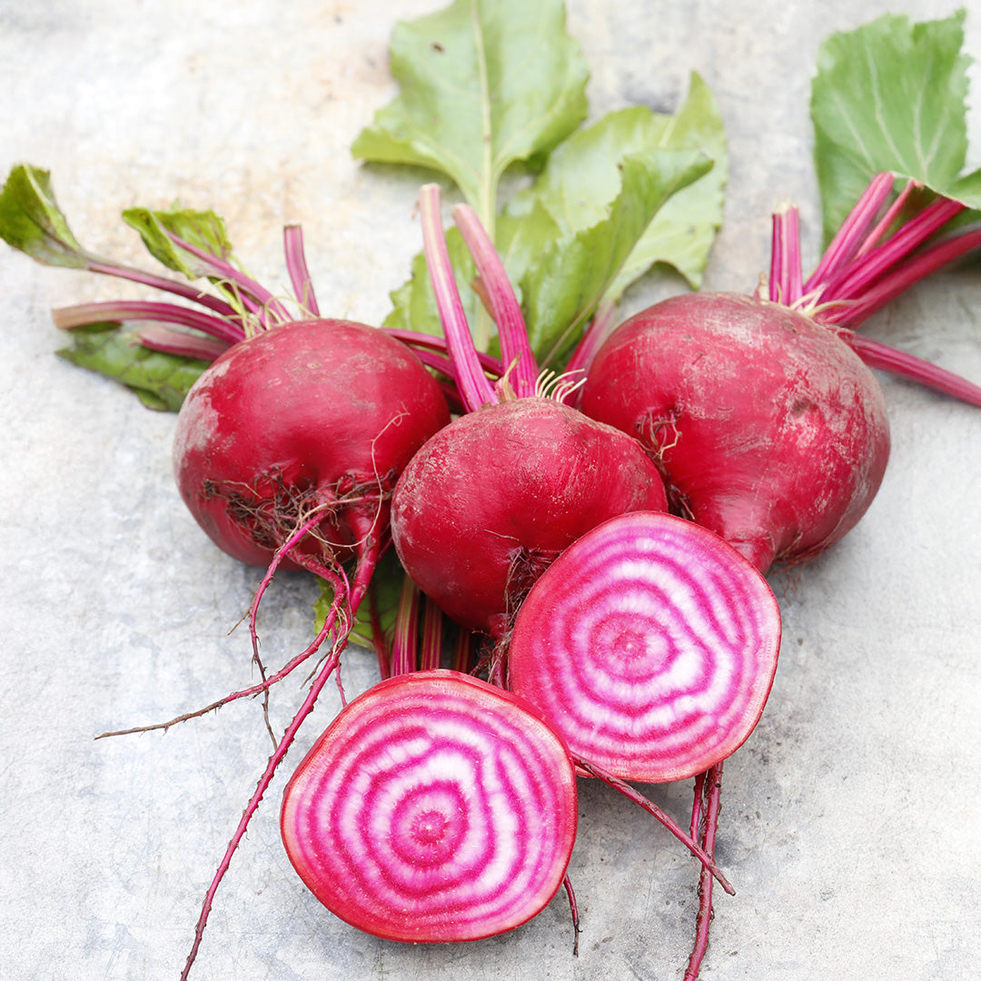 Red Chioggia Beet Seeds for Home Gardening