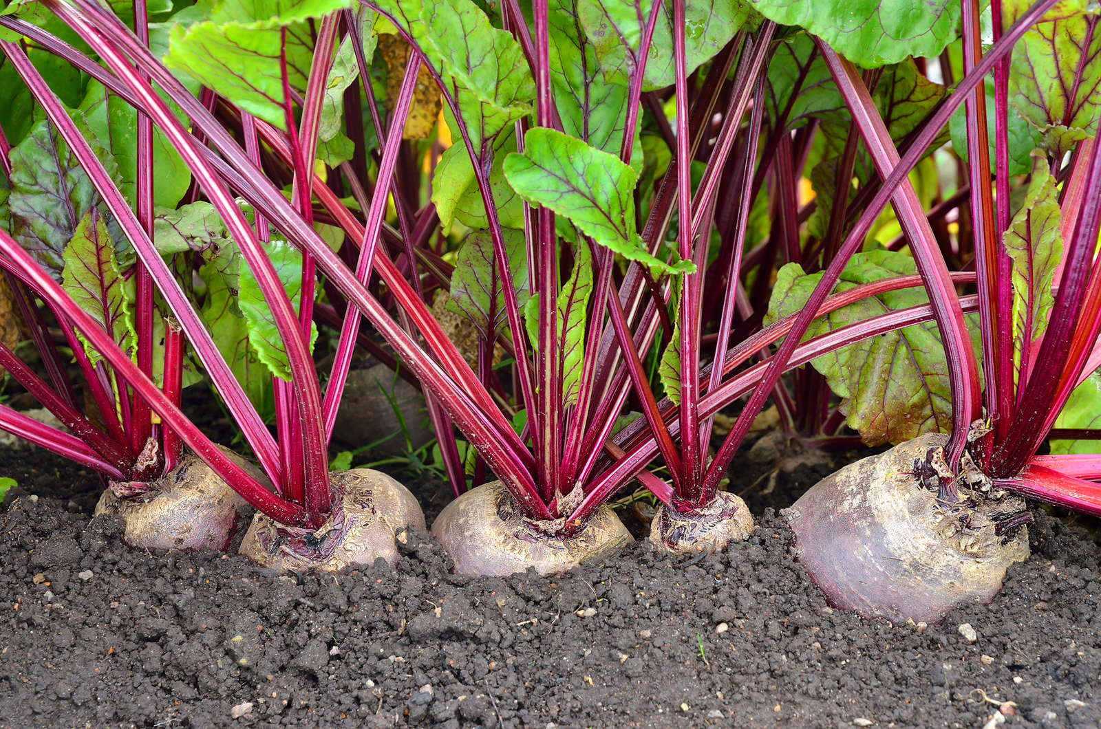 Beetroot Seeds Rare Vulgaris Organic Vegetable