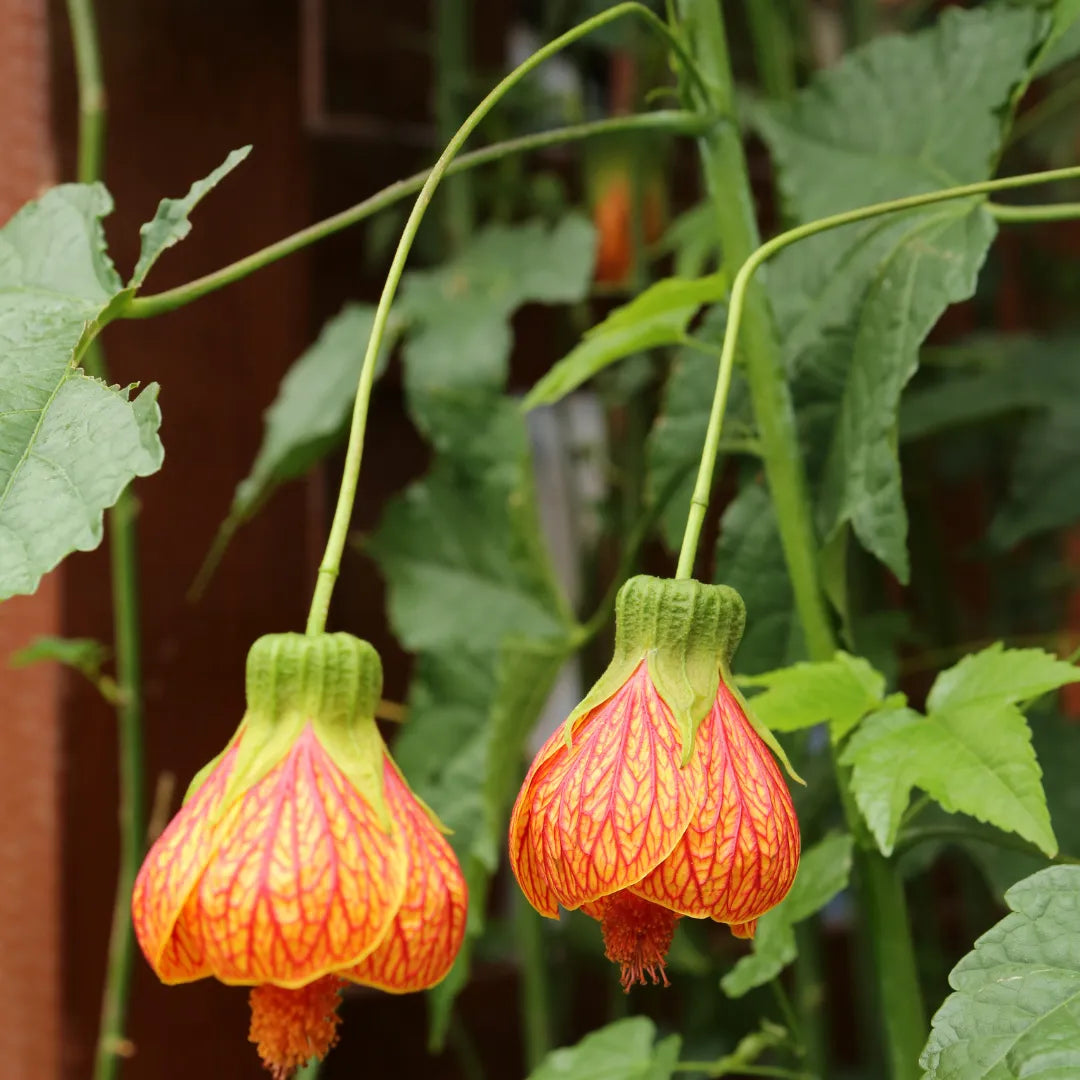 Maple Flower seeds for Planting, Fragrant Blossoms Heirloom & GMO Free Seeds for Home Garden