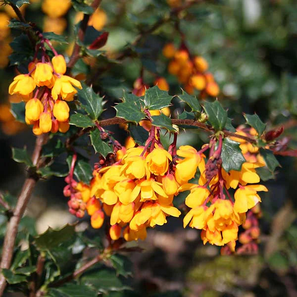 Yellow Darwinii Flower seeds for Planting - Wildflower Mix, Heirloom & GMO Free Seeds for Home Garden