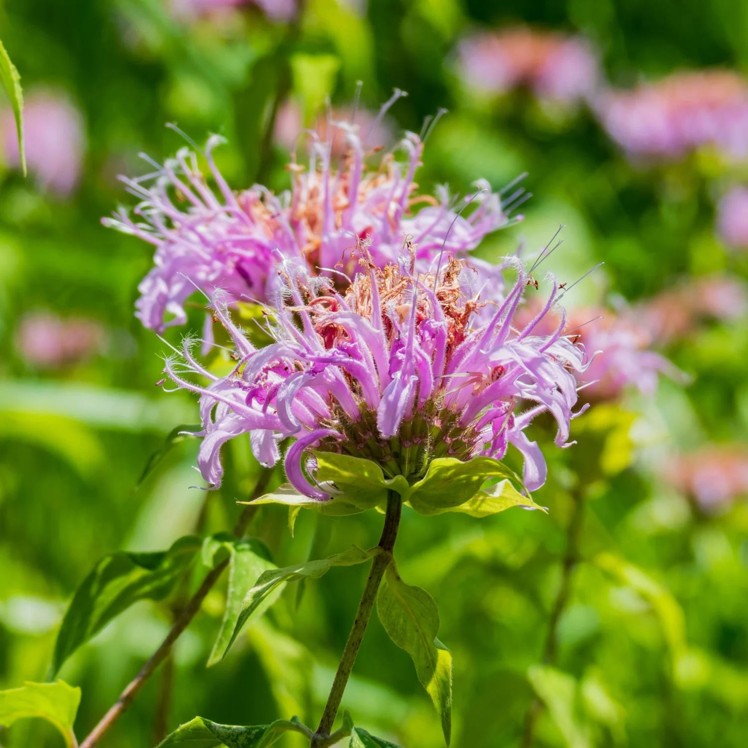 Lavender Lemon Mint Flower seeds blooming in flower beds, containers, borders, and pollinator-friendly gardens