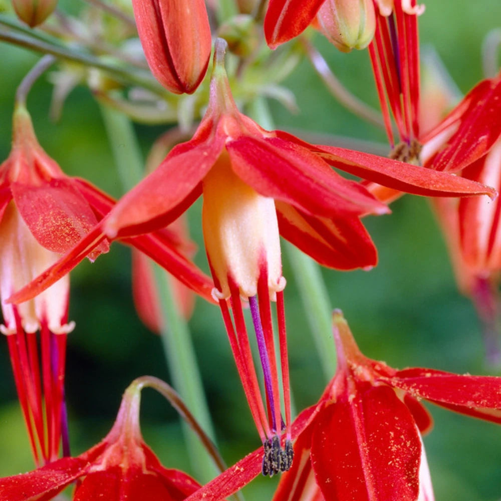 Orange Coral Drops Flower seeds for Planting - Vibrant Colors, Heirloom & GMO Free Seeds for Home Garden