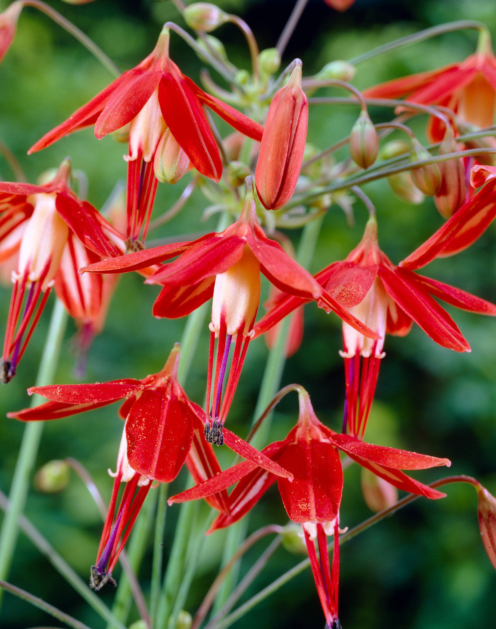 Orange Coral Drops Flower seeds blooming in flower beds, containers, borders, and pollinator-friendly gardens