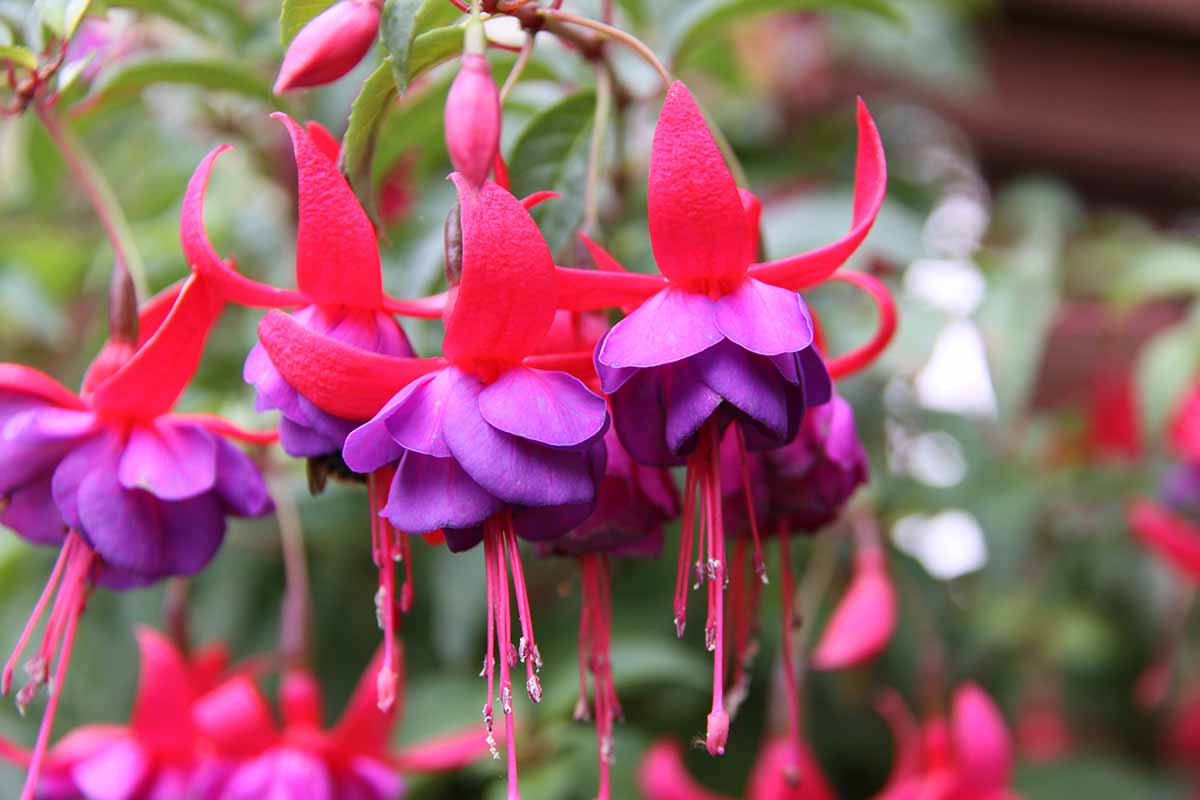 Fuchsia Flower Seeds for Planting - Vibrant Red Annuals for Your Garden - Evergrowseeds