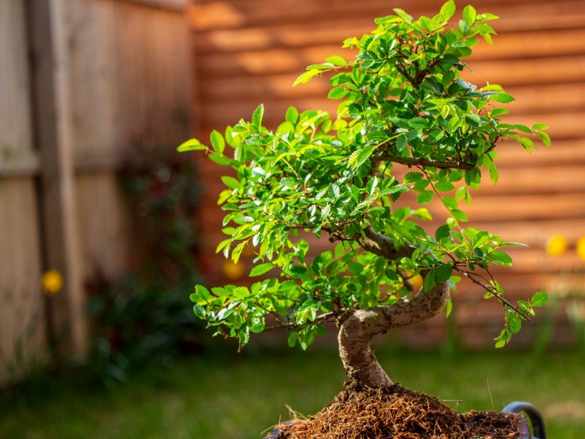 Green Juniper Bonsai Tree Planting Seeds - Perfect for Indoor and Outdoor Cultivation