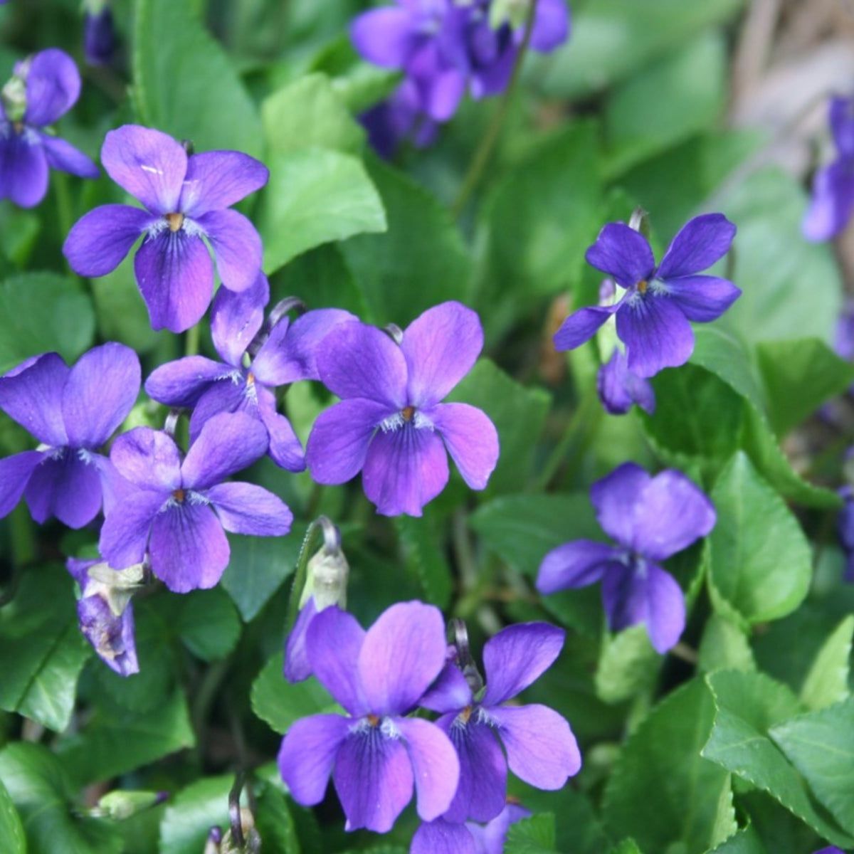 Violet Mini Violet Flower Seeds for Planting Cottage Garden Essential Heirloom & GMO Free Seeds for Home Garden
Sale