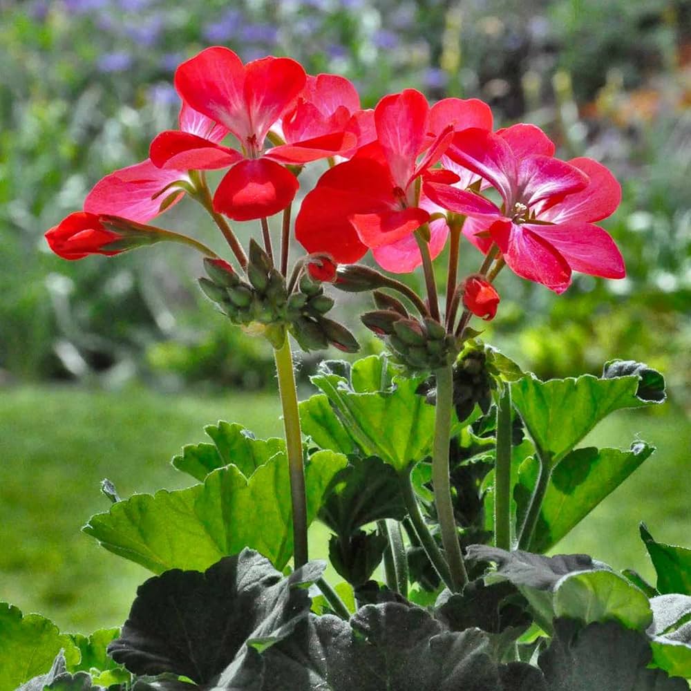 Bicolor red white geranium bloom seeds