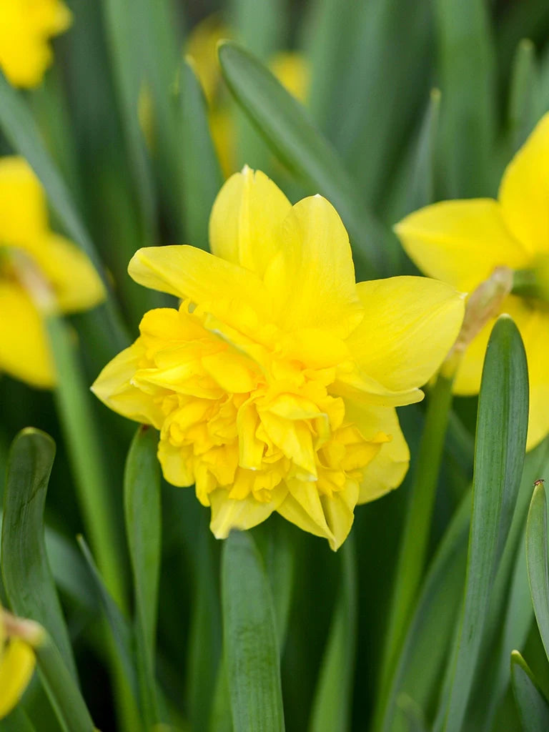 Yellow Double Narcissus Flower Seeds for Planting Sun Loving Heirloom & GMO Free Seeds for Home Garden
Sale