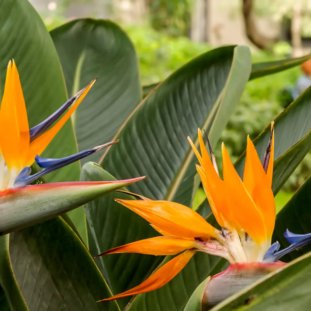 Green Strelitzia Reginae Seeds Flower seeds blooming in flower beds, containers, borders, and pollinator-friendly gardens