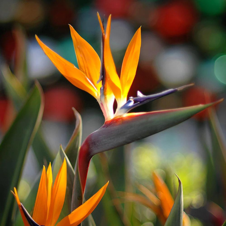 Bird of Paradise Flower seeds for Planting Cottage Garden Essential Heirloom & GMO Free Seeds for Home Garden
Sale for planting in home garden