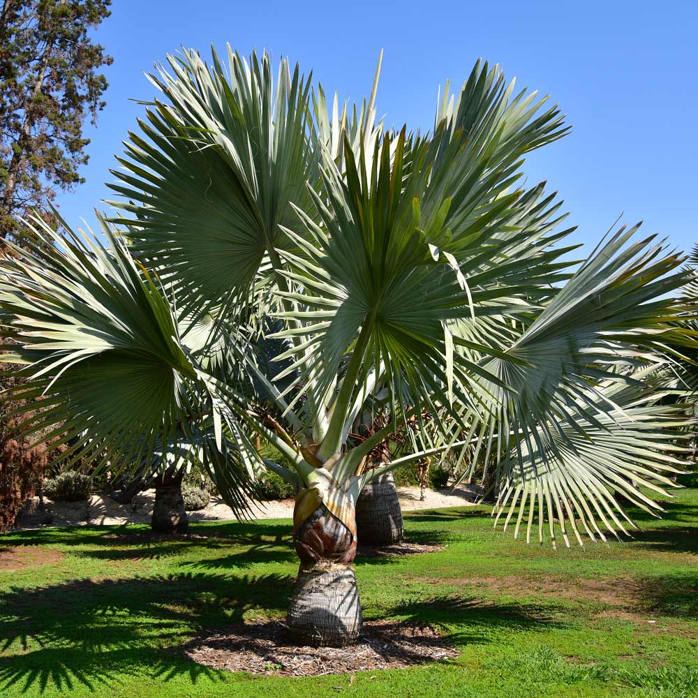 Bismark Palm Tree Seeds for Planting