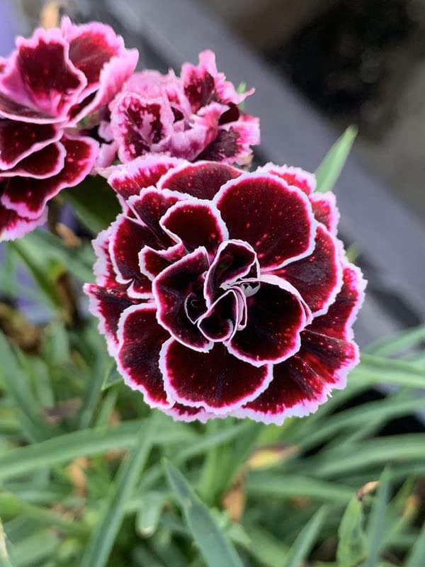Non GMO Black William flower seeds