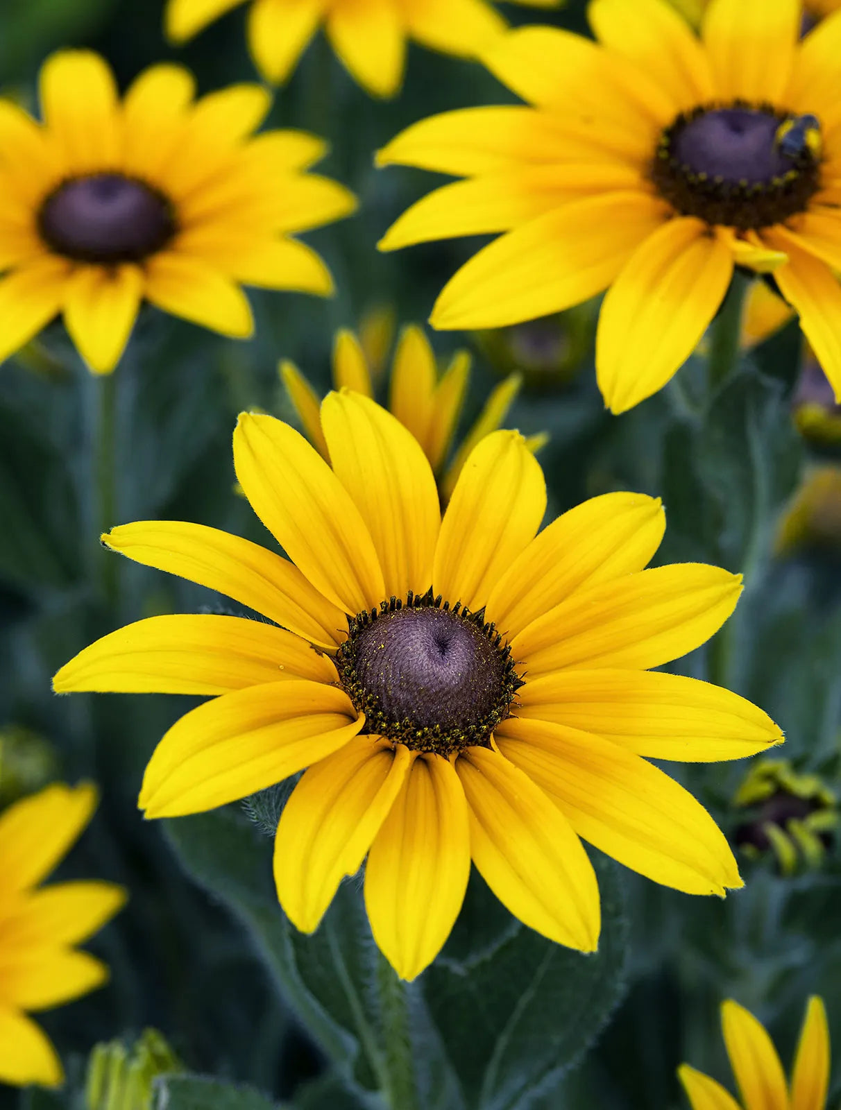 Rudbeckia Flower seeds for Planting - Shade Tolerant, Heirloom & GMO Free Seeds for Home Garden
