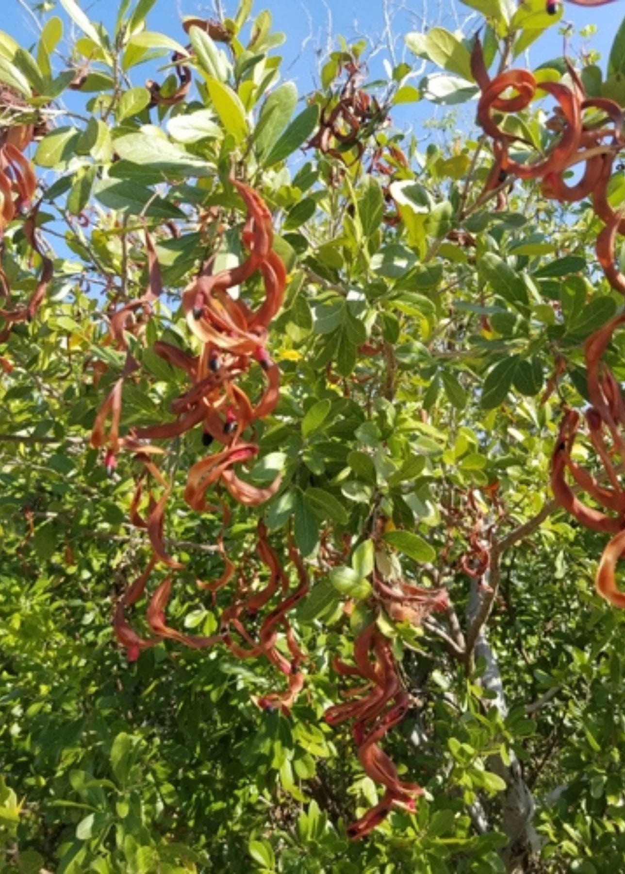 Orange Cynophallophora Seeds - Planting Fruit Seeds