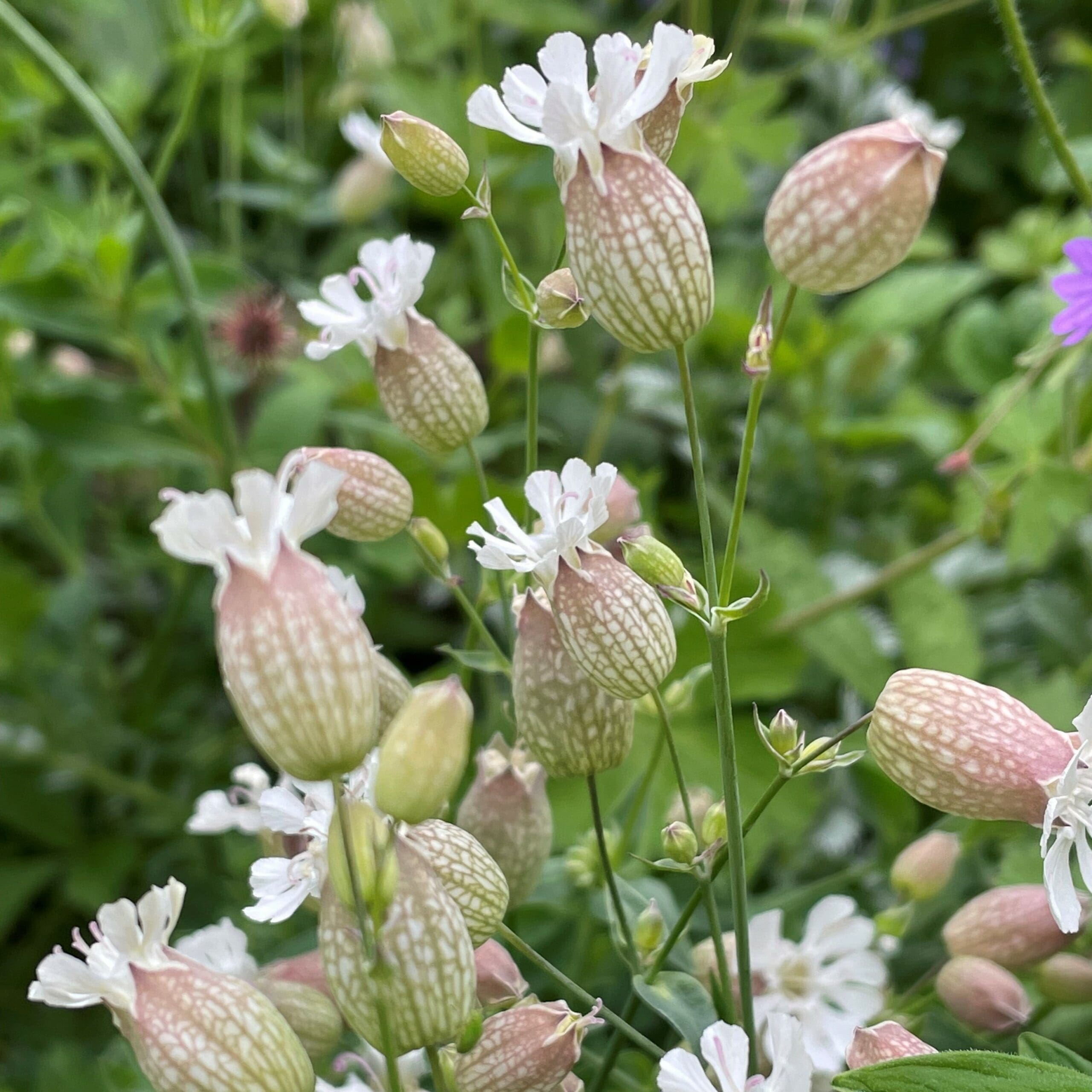 Campion Flower seeds for Planting - Wildflower Mix, Heirloom & GMO Free Seeds for Home Garden