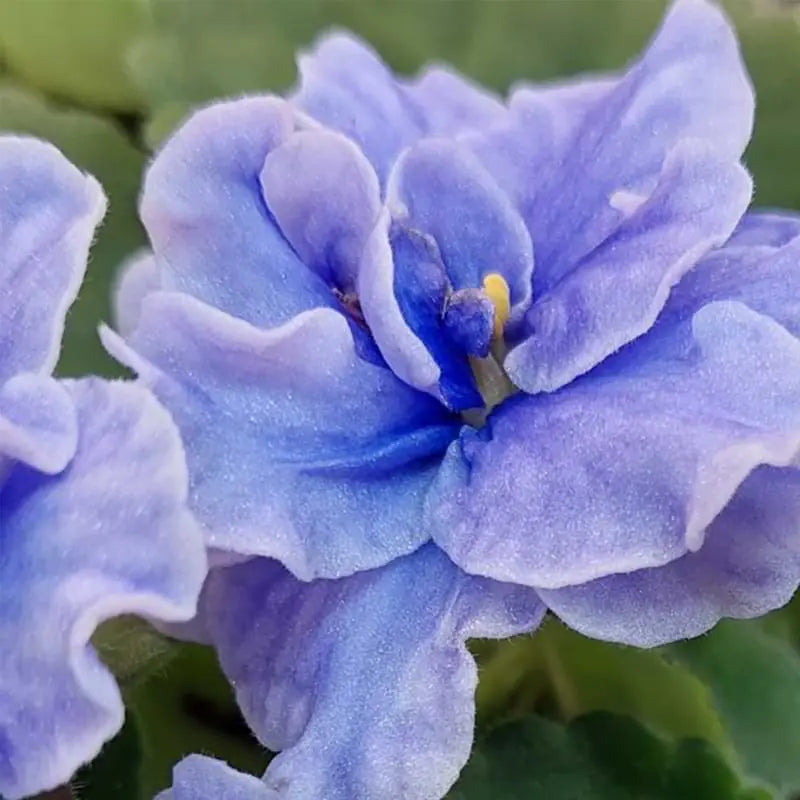 Sky Blue Saintpaulia Flower seeds for Planting - Easy to Grow, Heirloom & GMO Free Seeds for Home Garden