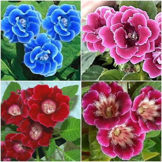 Non-GMO Blue Asarina Gloxinia seeds