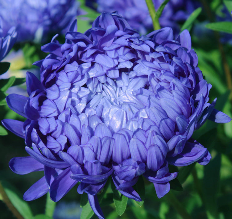 Blue Callistephus used as cut flowers
