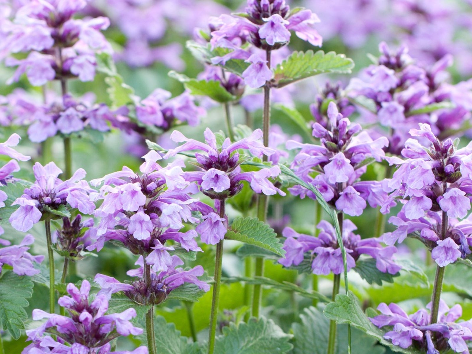 Ornamental Blue Catmint flowering plant