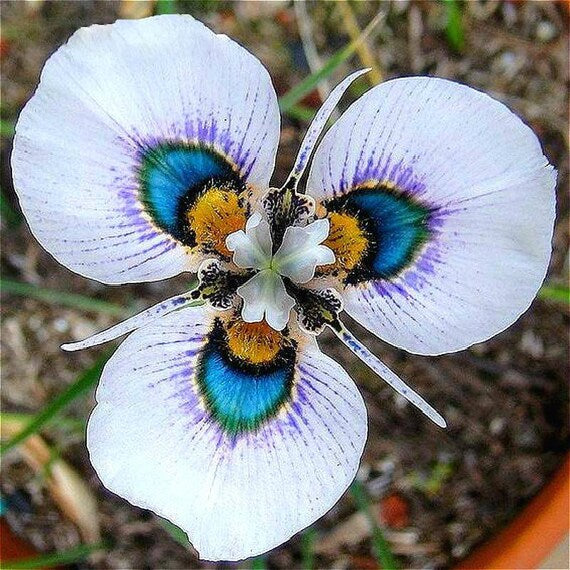 Blue Cymbidium flower seeds for planting