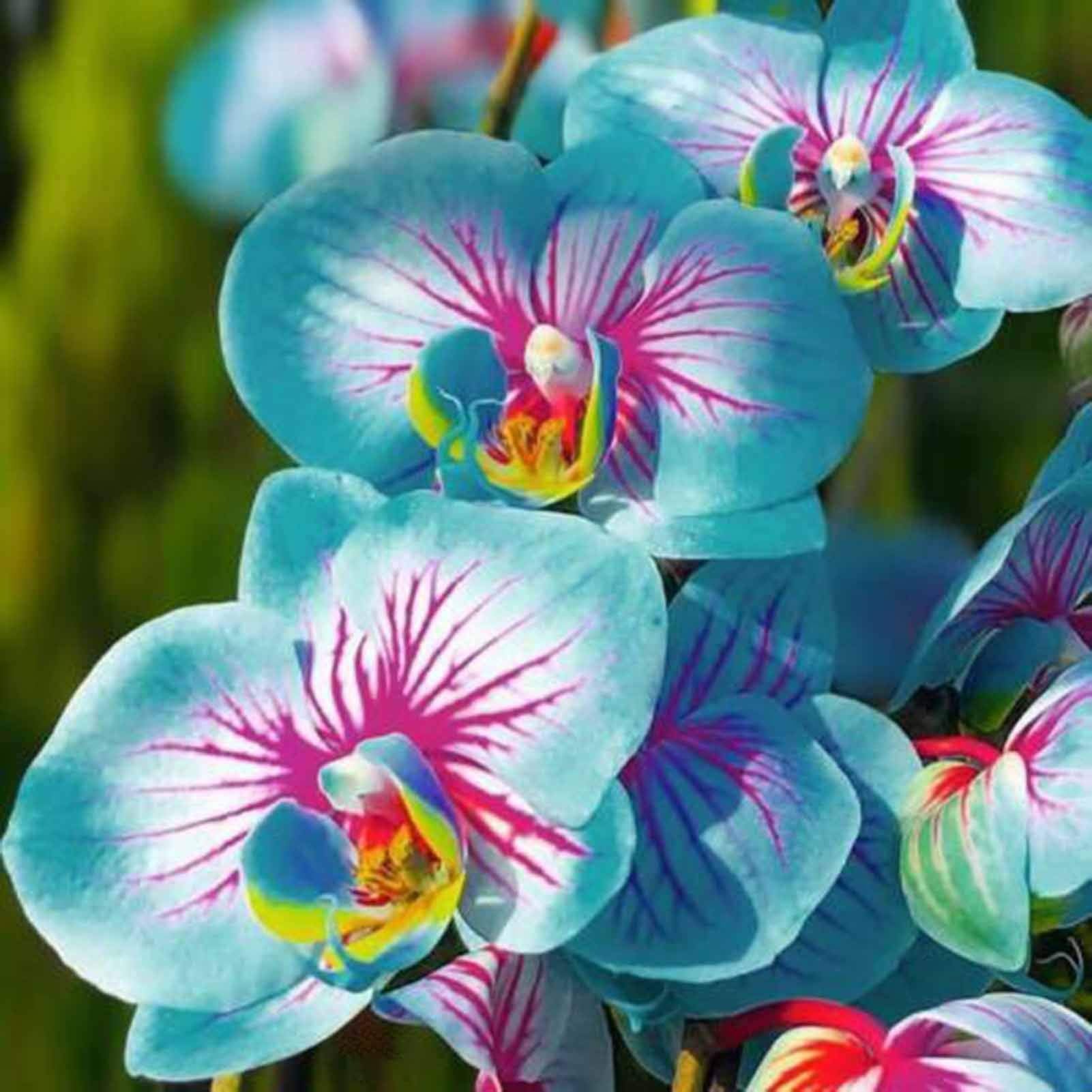 Ornamental Blue Cymbidium orchid plant