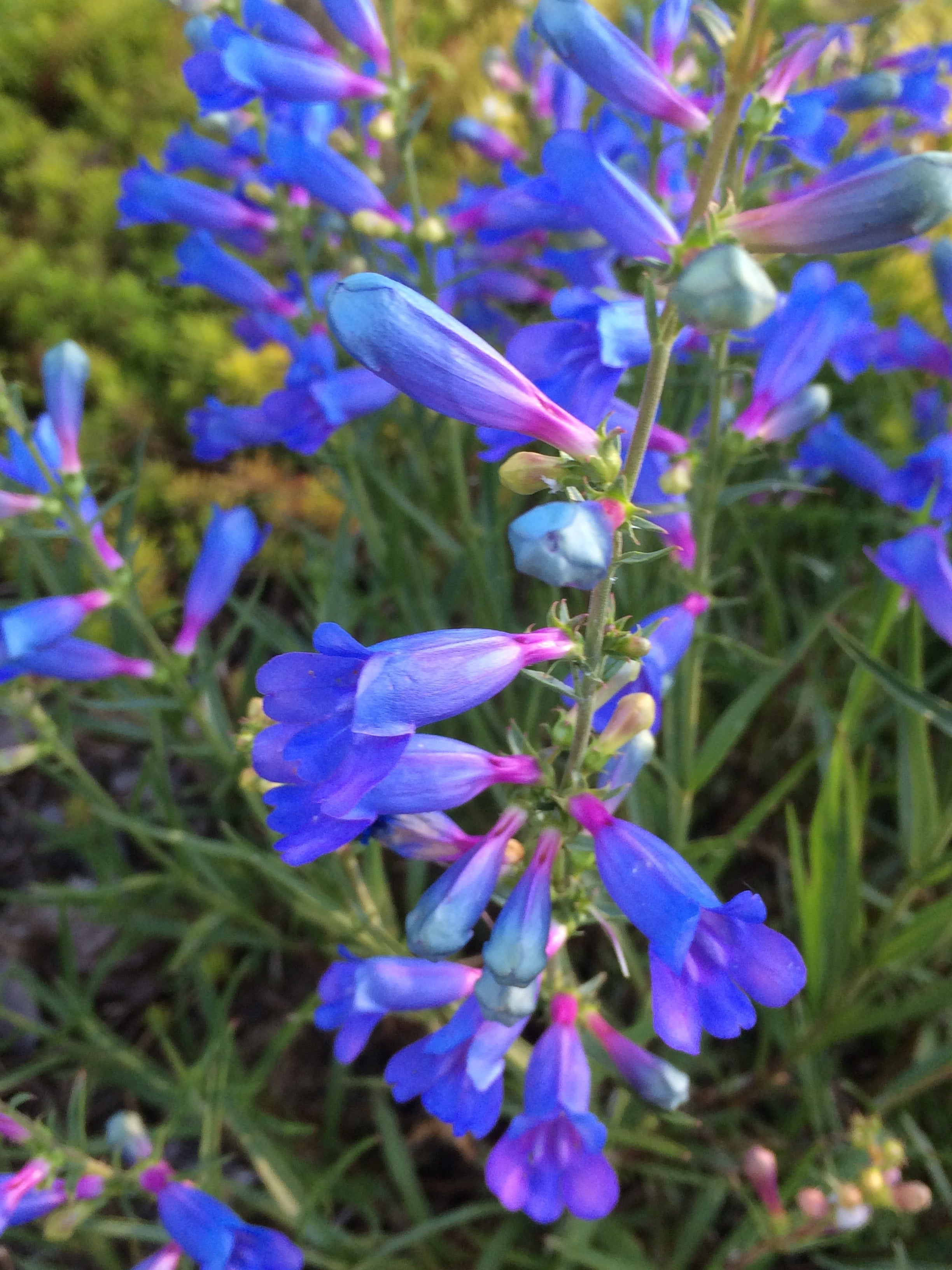 Non-GMO Blue Heterophyllus seeds