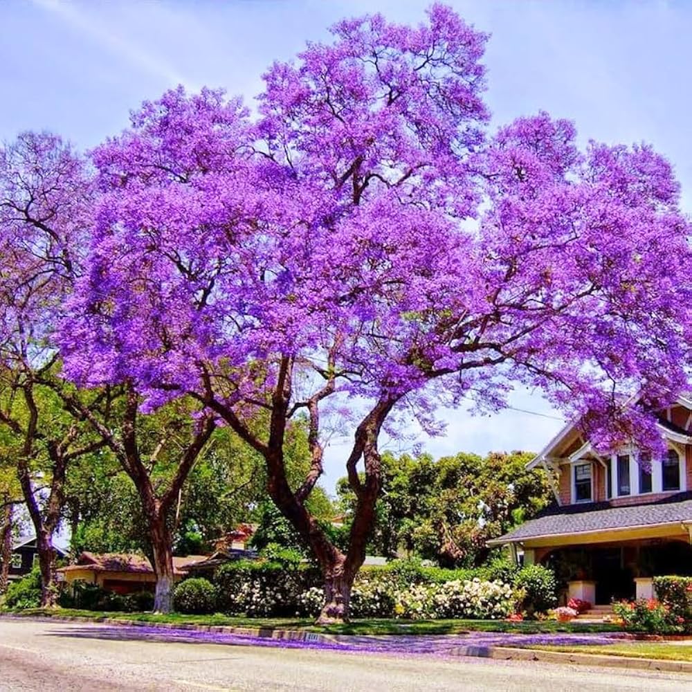 Blue Jacaranda seeds for planting