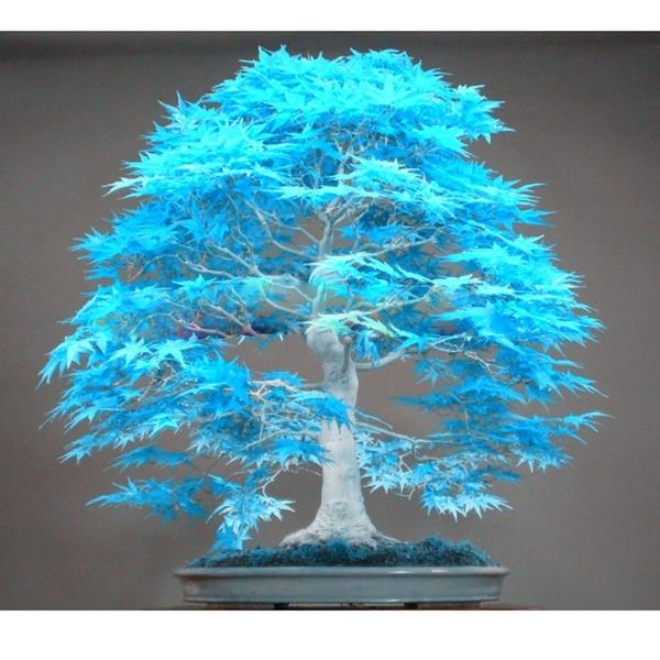 Blue Metasequoia seeds for easy planting