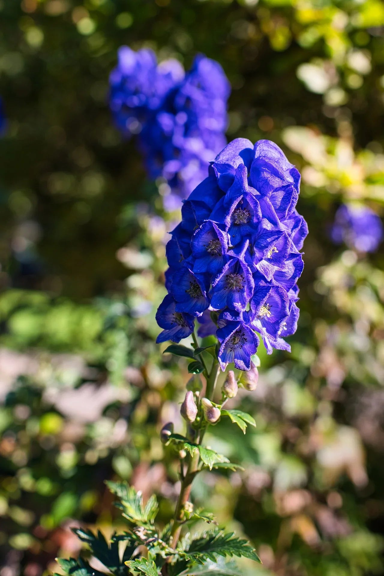Ornamental Blue Monkshood seeds for gardens