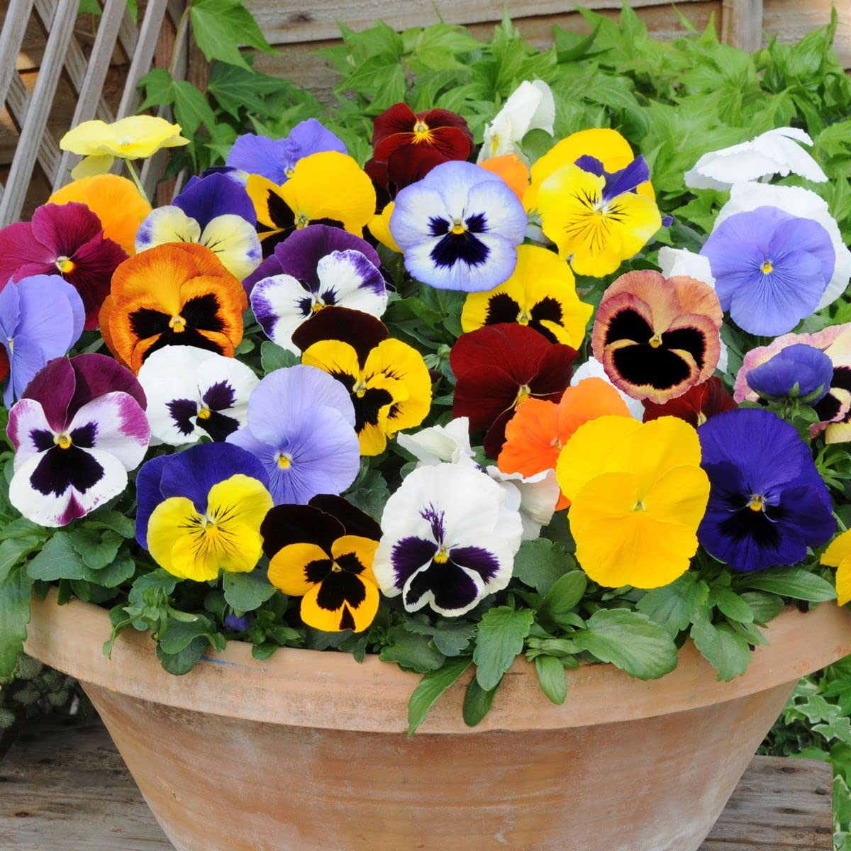 Non GMO Blue Pansy Jump Up seeds