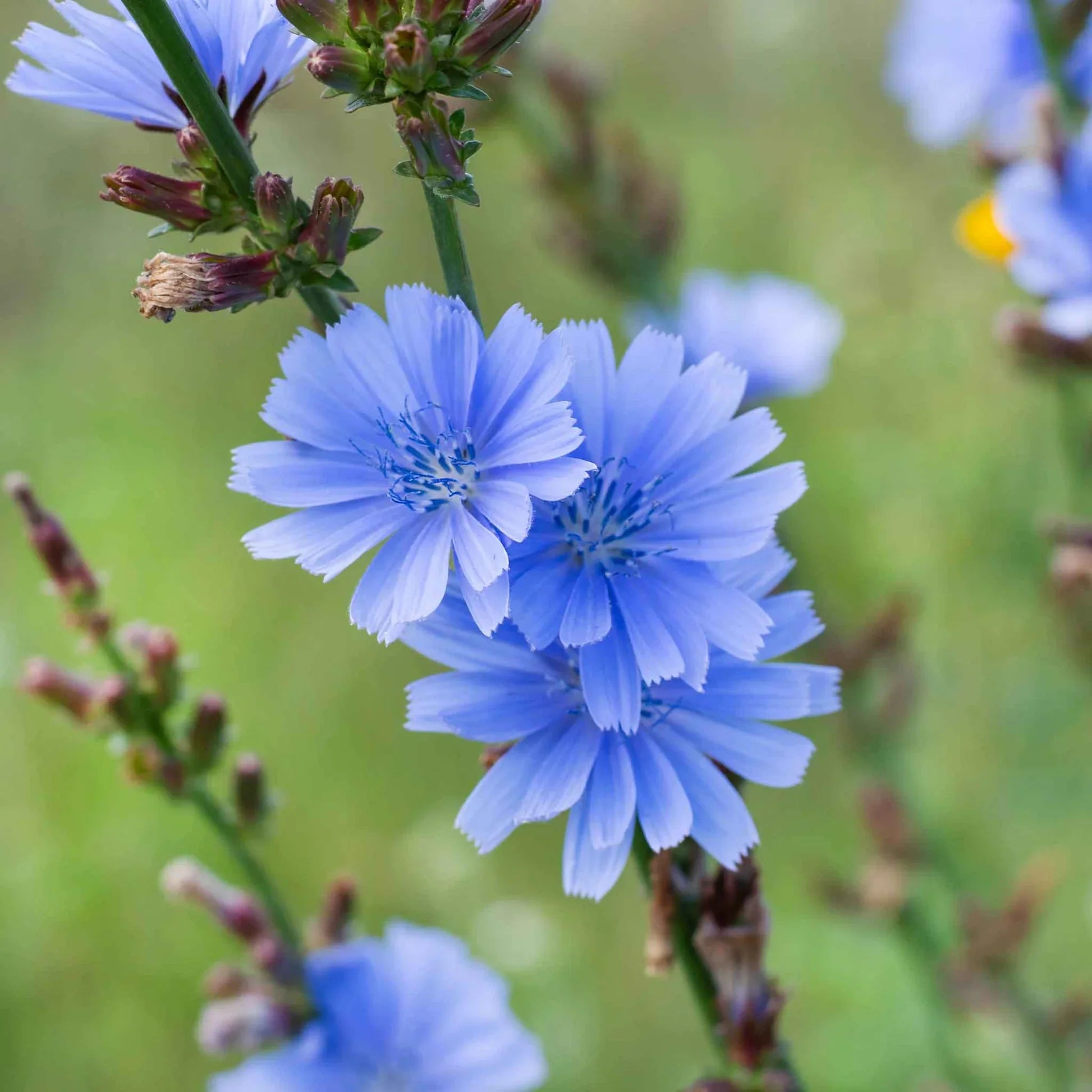 High germination Blue Puya Alpestris seeds