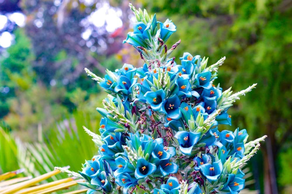 Non GMO Blue Sapphire Flower seeds