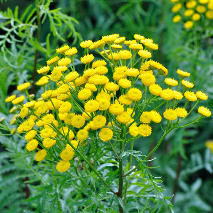 Helichrysum Flower seeds blooming in flower beds, containers, borders, and pollinator-friendly gardens