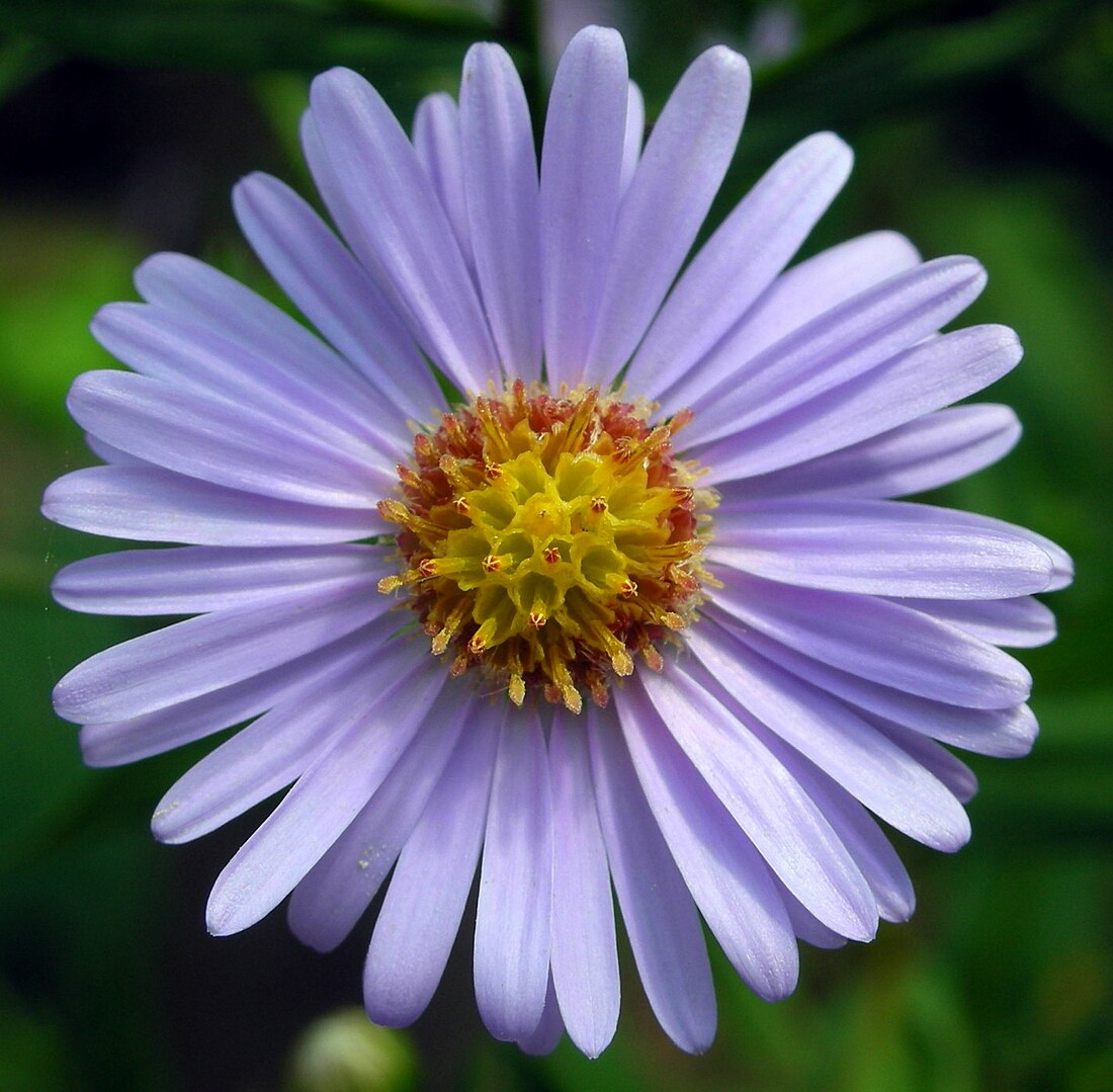 Blue Tataricus Flower seeds for planting