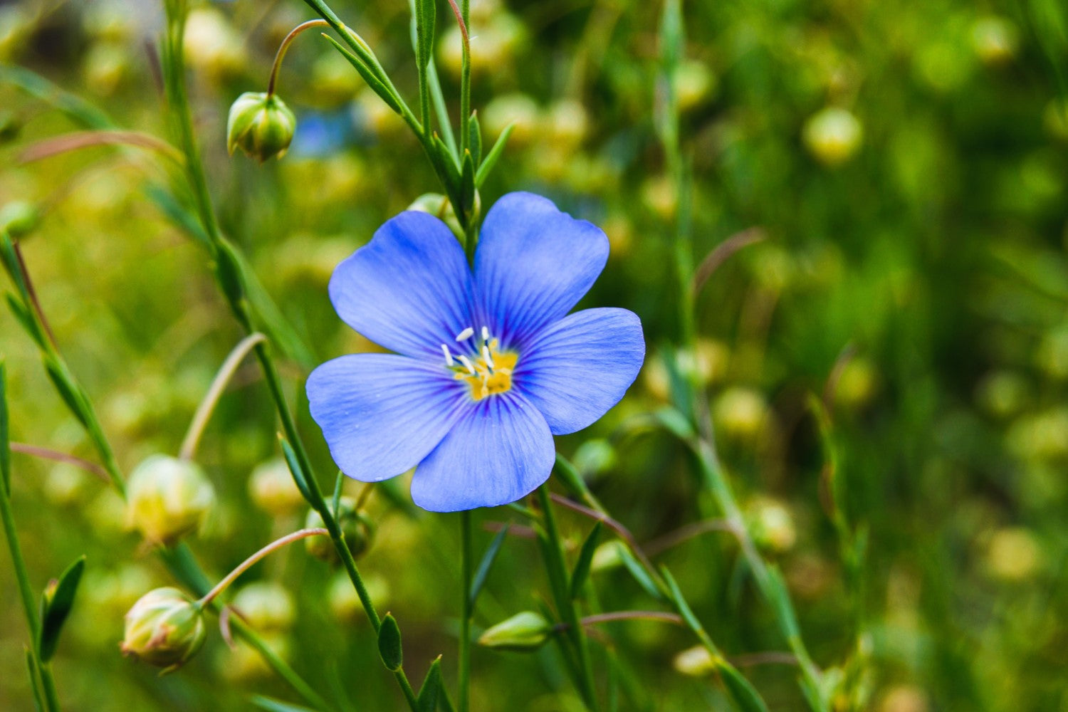 High germination Blue Usitatissimum seeds