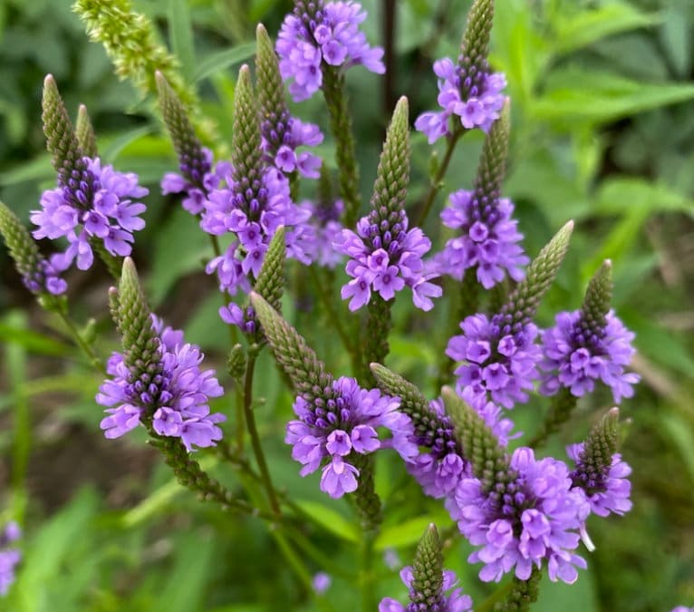 Butterflies and bees visiting Blue Verbena Hastata