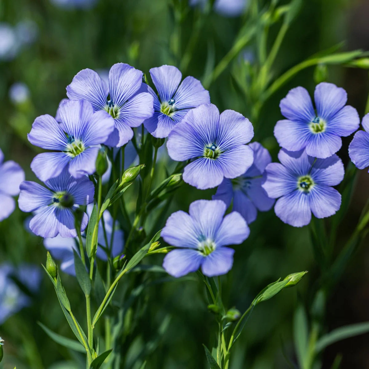 Sky Blue Mini Violet Rare Flower Seeds for Planting Easy to Grow Heirloom & GMO Free Seeds for Home Garden
Sale