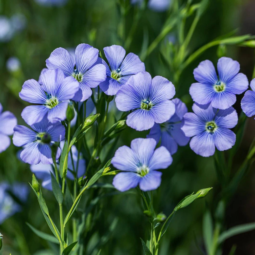 Linum Flower seeds for Planting Drought Tolerant Heirloom & GMO Free Seeds for Home Garden