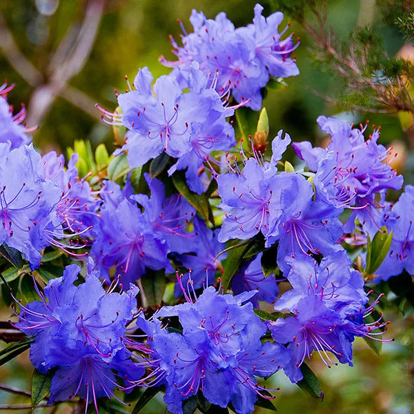 Purple Azaleas Flower seeds blooming in flower beds, containers, borders, and pollinator-friendly gardens