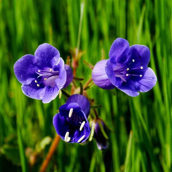 Bluebell flower seeds for planting