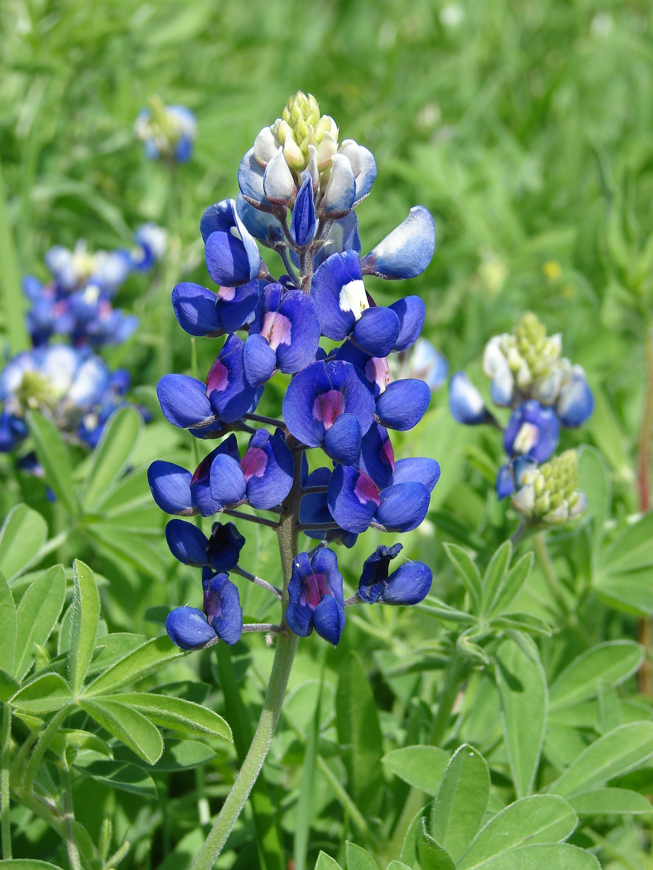 Texas Bluebonnet Flower Seeds for Planting Vibrant Blue Blooms for Your Garden - Evergrowseeds