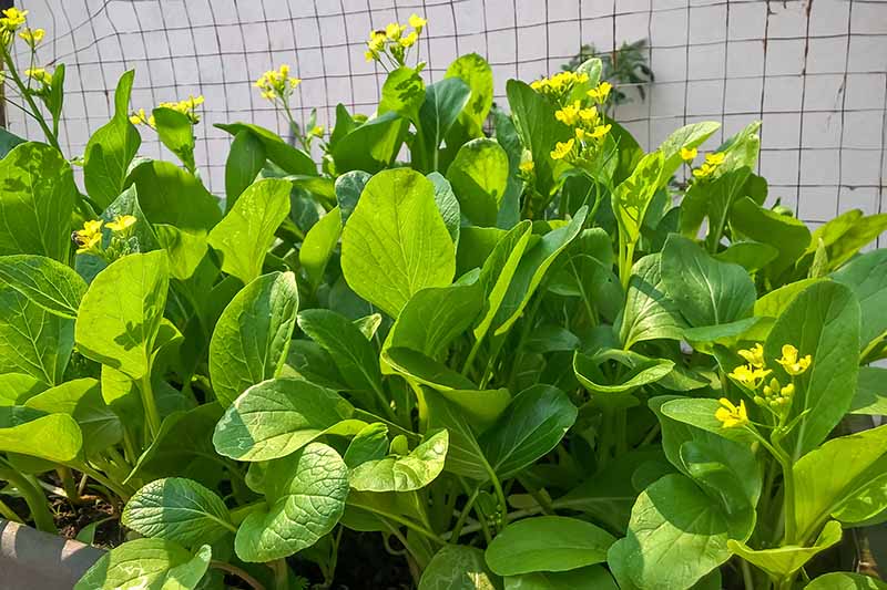Green Tsoi Sim Vegetable Seeds for Easy Planting