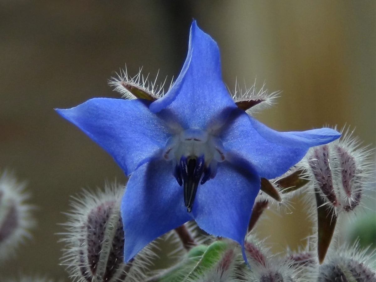 Borago Officinalis Flower seeds for Planting Vibrant Colors Heirloom & GMO Free Seeds for Home Garden
Sale for planting in home garden