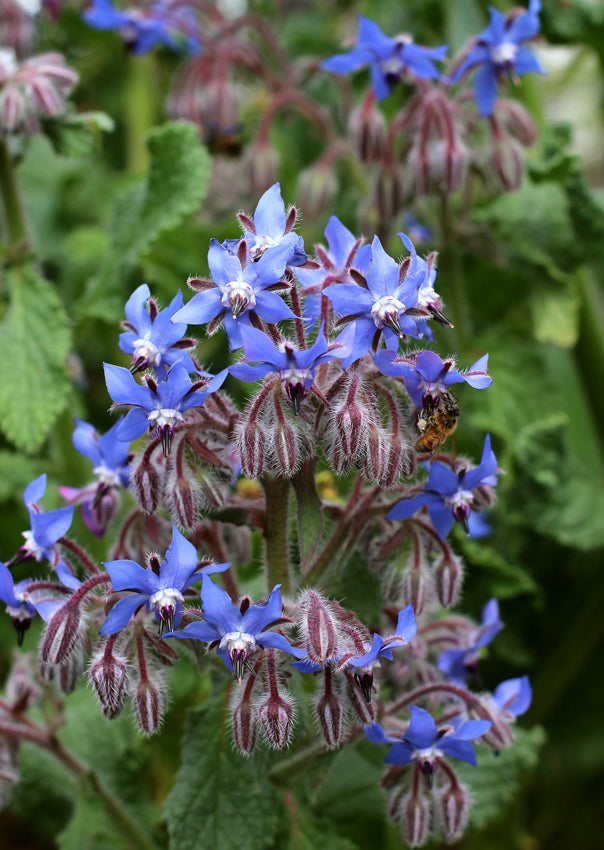 Dark Blue Borago Flower seeds for Planting - Compact Growth, Heirloom & GMO Free Seeds for Home Garden