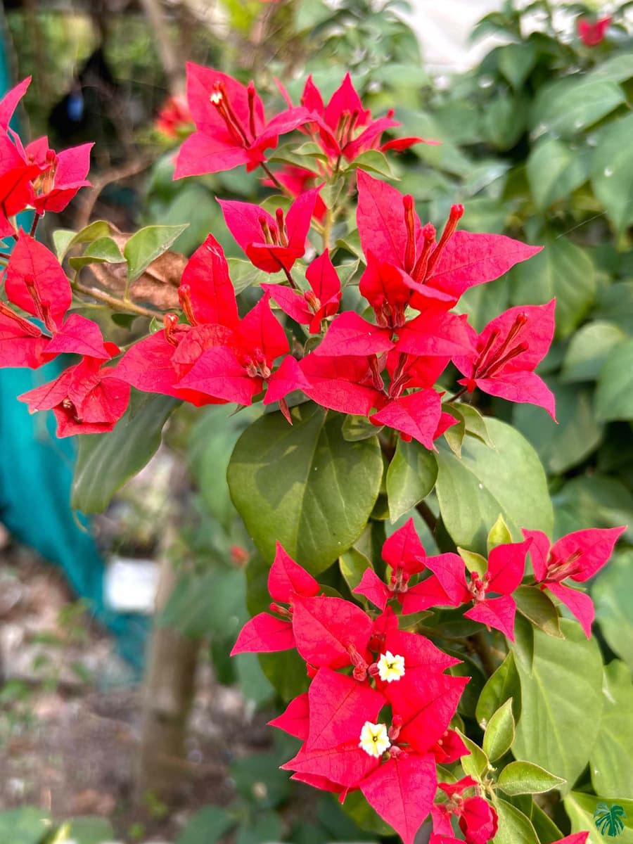 Bougainvillea seeds for pots and climbing displays
