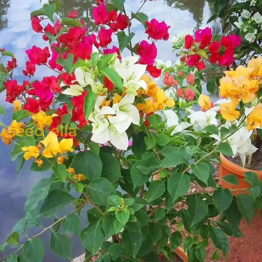 Mixed bougainvillea seeds for planting