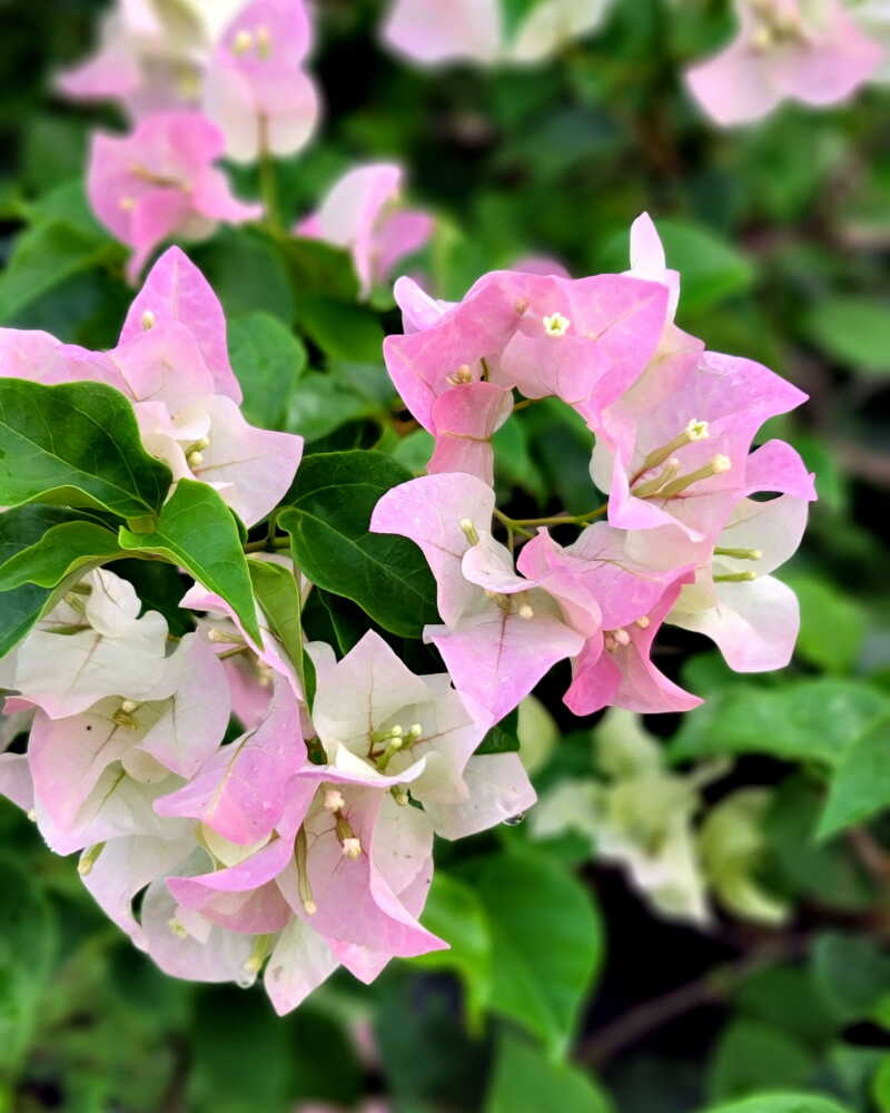 Climbing Bougainvillea Flower seeds for Planting - Low Maintenance, Heirloom & GMO Free Seeds for Home Garden