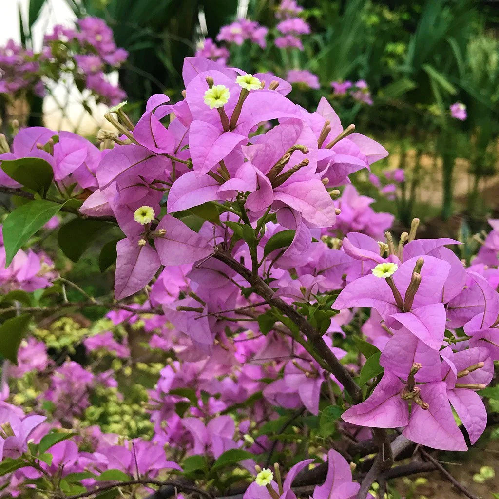 Bougainvillea Lavender Flower seeds for Planting - Hardy Variety, Heirloom & GMO Free Seeds for Home Garden