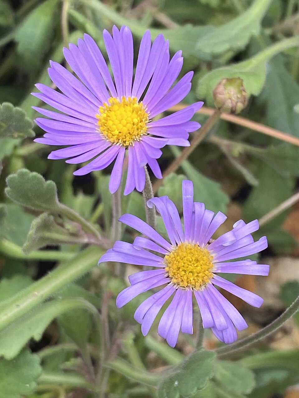 Blue Tataricus Flower seeds for Planting - Shade Tolerant, Heirloom & GMO Free Seeds for Home Garden