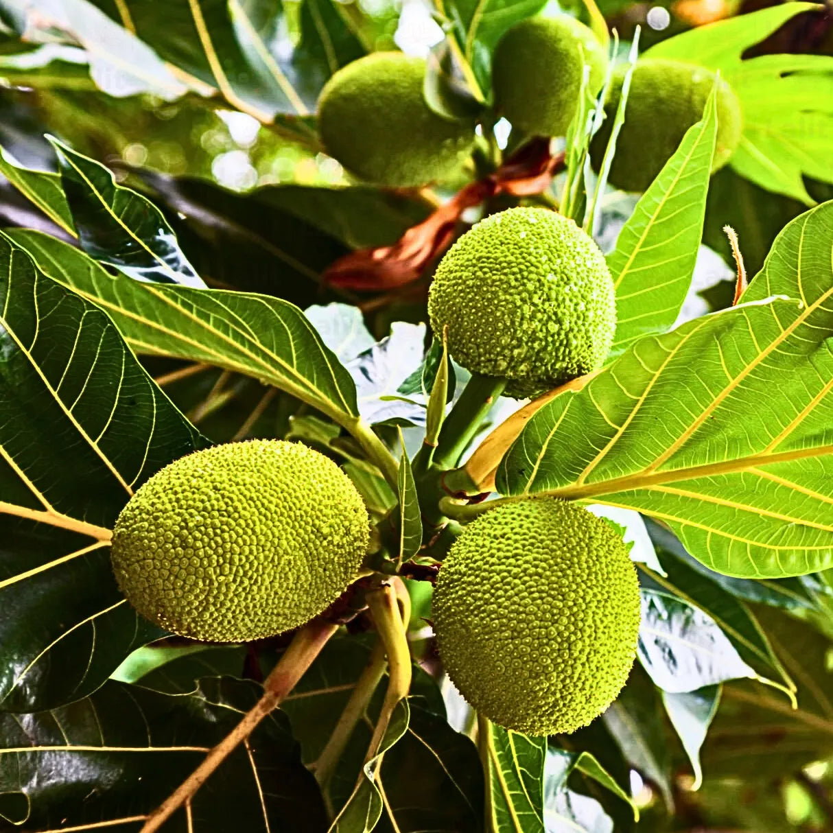 Bread Fruit Seeds: Perfect for Planting